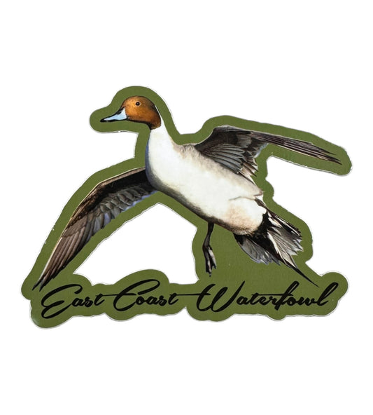 Persistent Pintail Decal