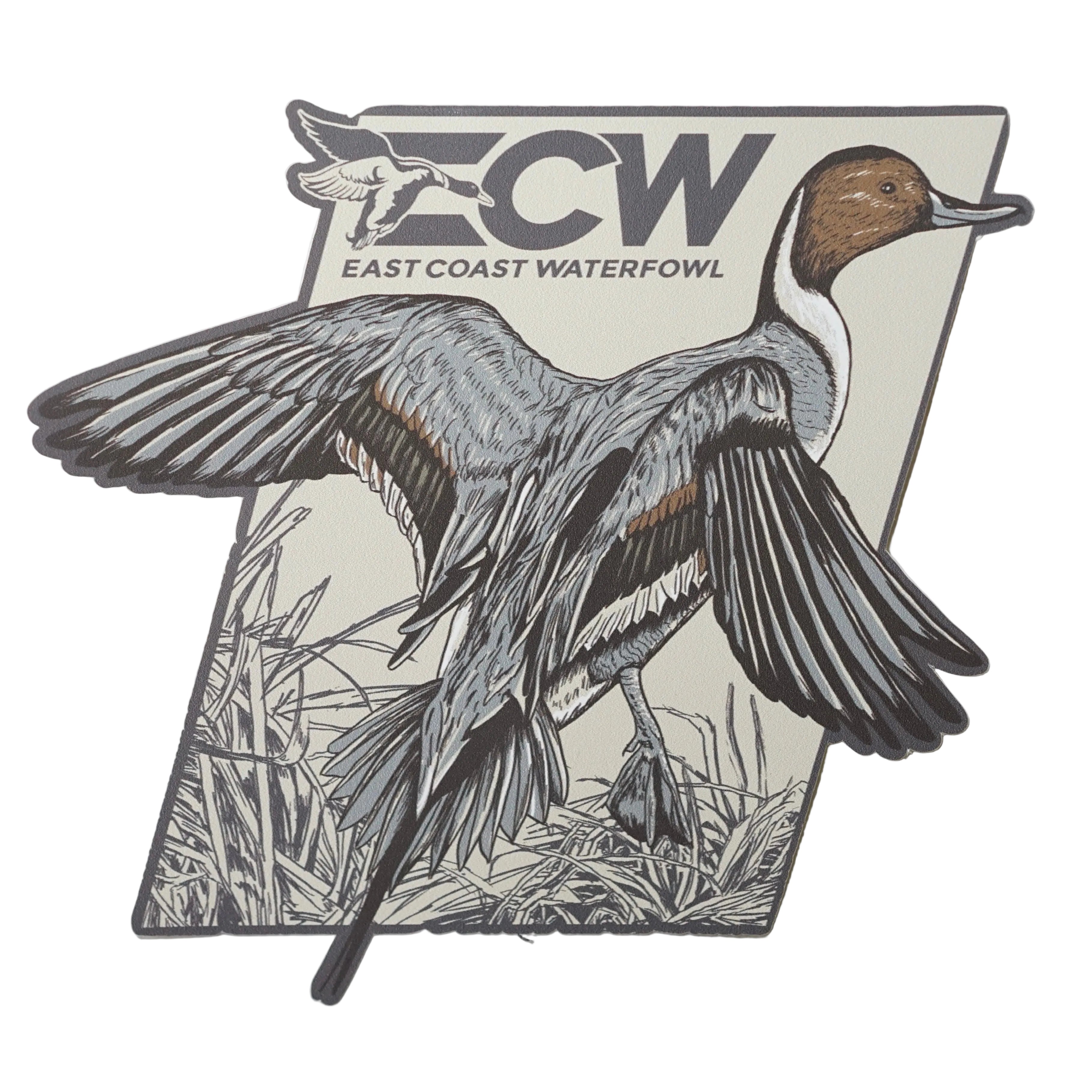 ECW Pintail Decal
